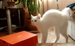 cat cat Are Occupy Wall Street, Antisec, and Anonymous losing relevance?