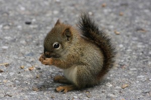The Hyper Squirrel is a futuristic endangered species engineered by Dr. Angstrom H. Troubador.