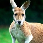 A Kangaroo kangaroo 150x150 Bradley Manning should be President of the World