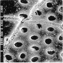 microscope-of-coral microscope of coral Curiosity Rover finds Fossil evidence of life on Mars