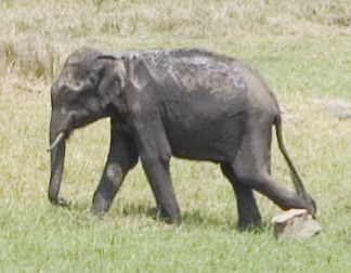 The secret Kallana, a mountain dwelling dwarf elephant pygmy e1358543379526 The secret Kallana, a mountain dwelling dwarf elephant